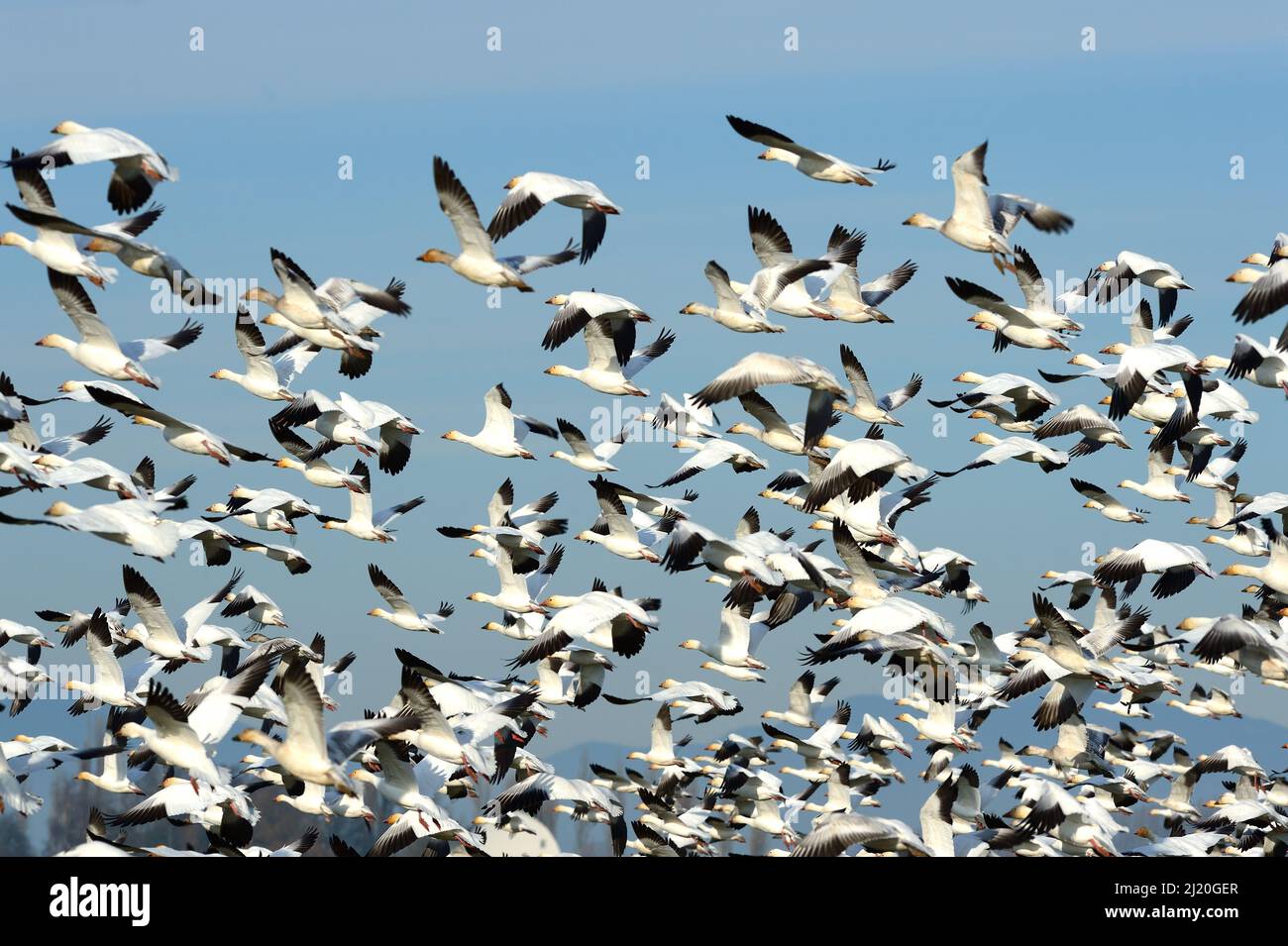 Schneegänse fliegen hoch, USA Stockfoto