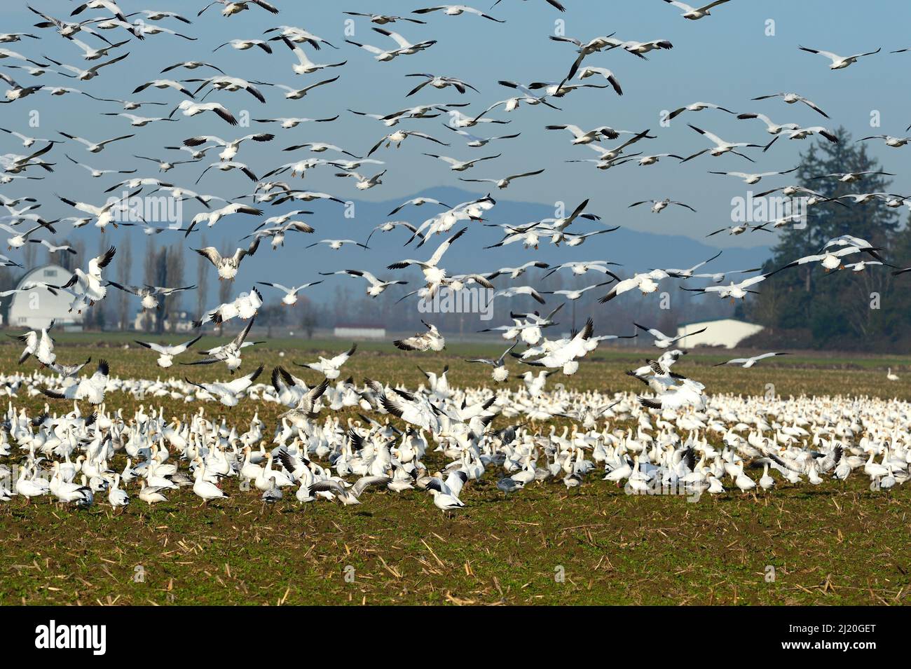 Schneegänse fliegen hoch, USA Stockfoto