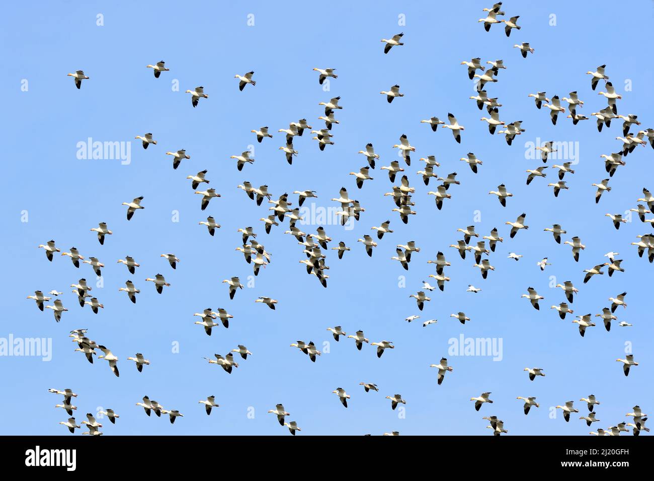 Schneegänse Fliegen schöne Muster gegen Einen blauen Himmel, USA Stockfoto