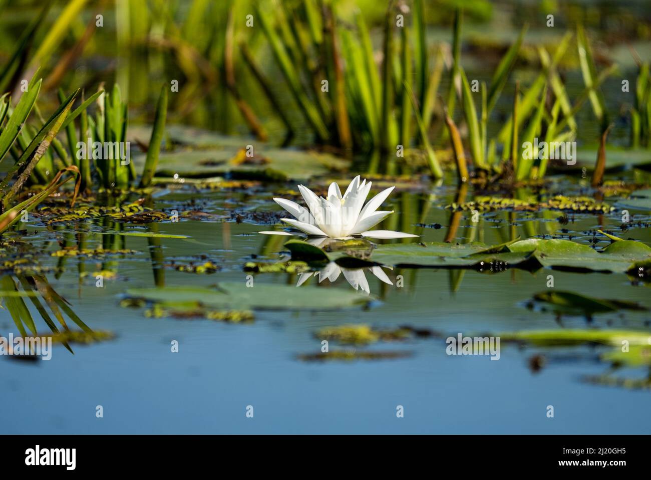 Eine flache Fokusaufnahme einer weißen Seerose und grünen Pads, die in hellem Sonnenlicht auf der Wasseroberfläche schweben Stockfoto