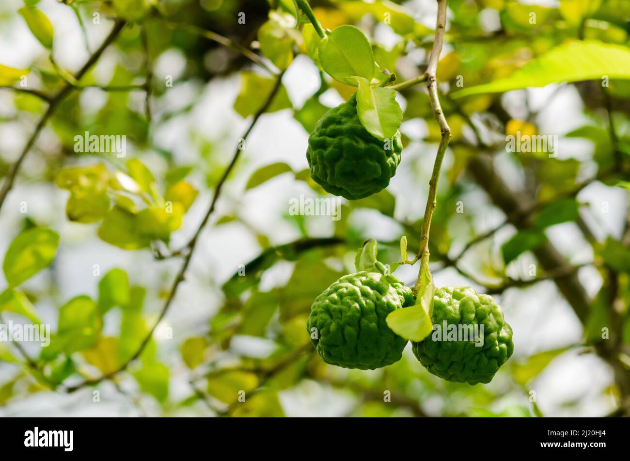 Kaffir Lime oder Citrus hystrix auf seinem Baum, die zum Kochen oder Extrahieren des Ölaroma verwenden. Stockfoto