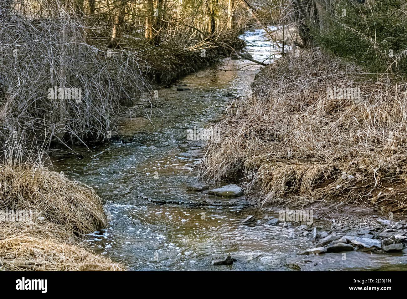 Ein kleiner Bach fließt durch den Wald Stockfoto