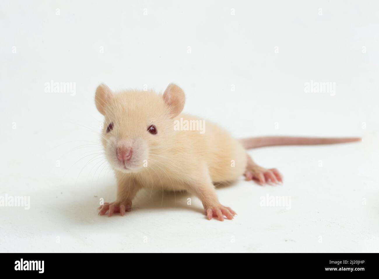 Niedliche Albino-Ratte auf weißem Hintergrund isoliert Stockfoto