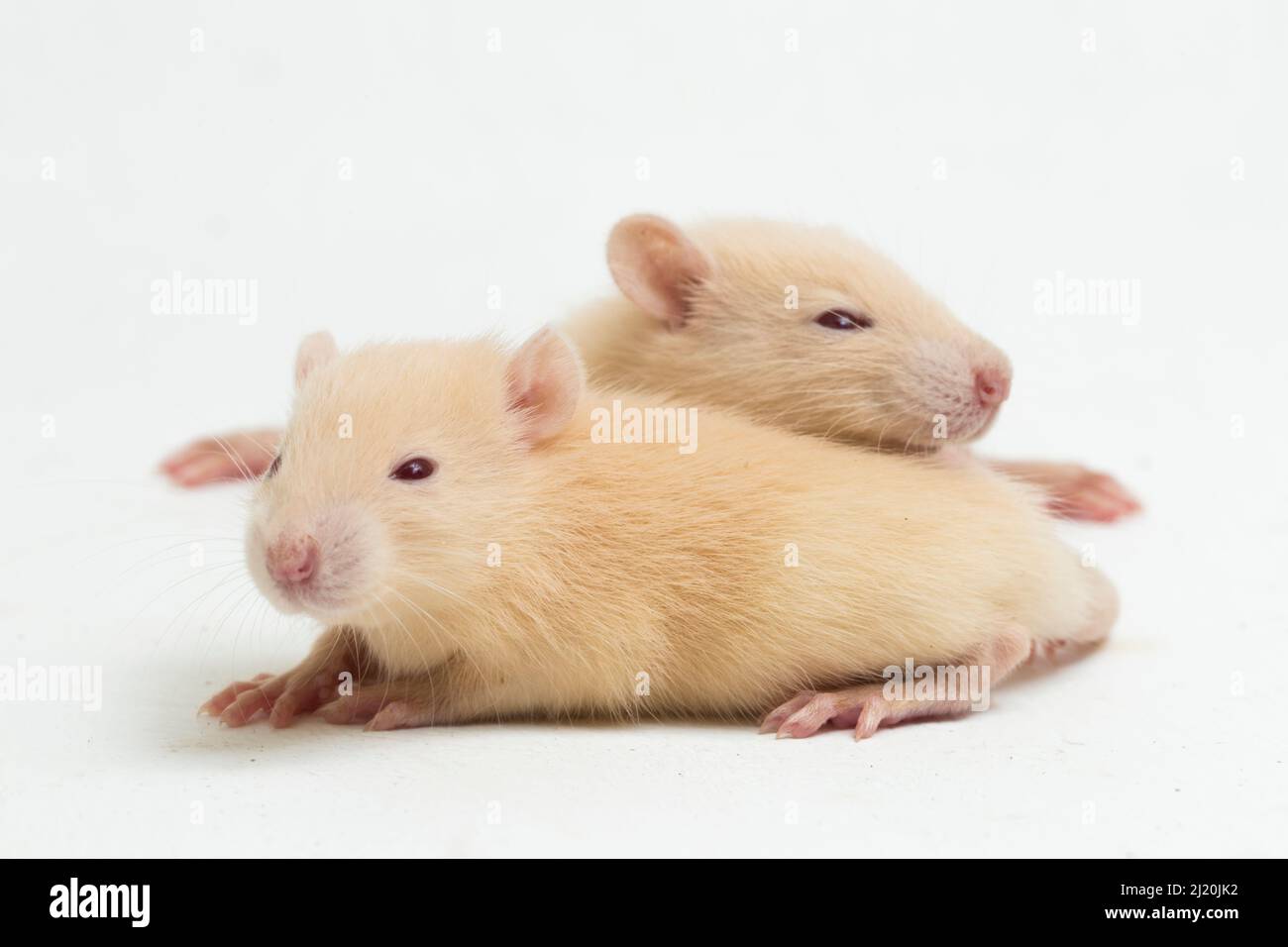 Niedliche Albino-Ratte auf weißem Hintergrund isoliert Stockfoto