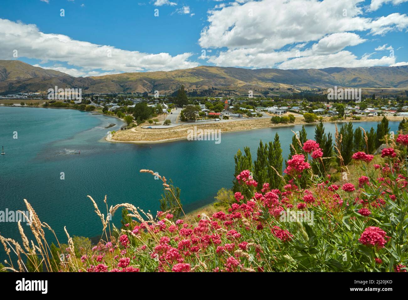 Blumen, Lake Dunstan und Cromwell, Central Otago, Südinsel, Neuseeland Stockfoto