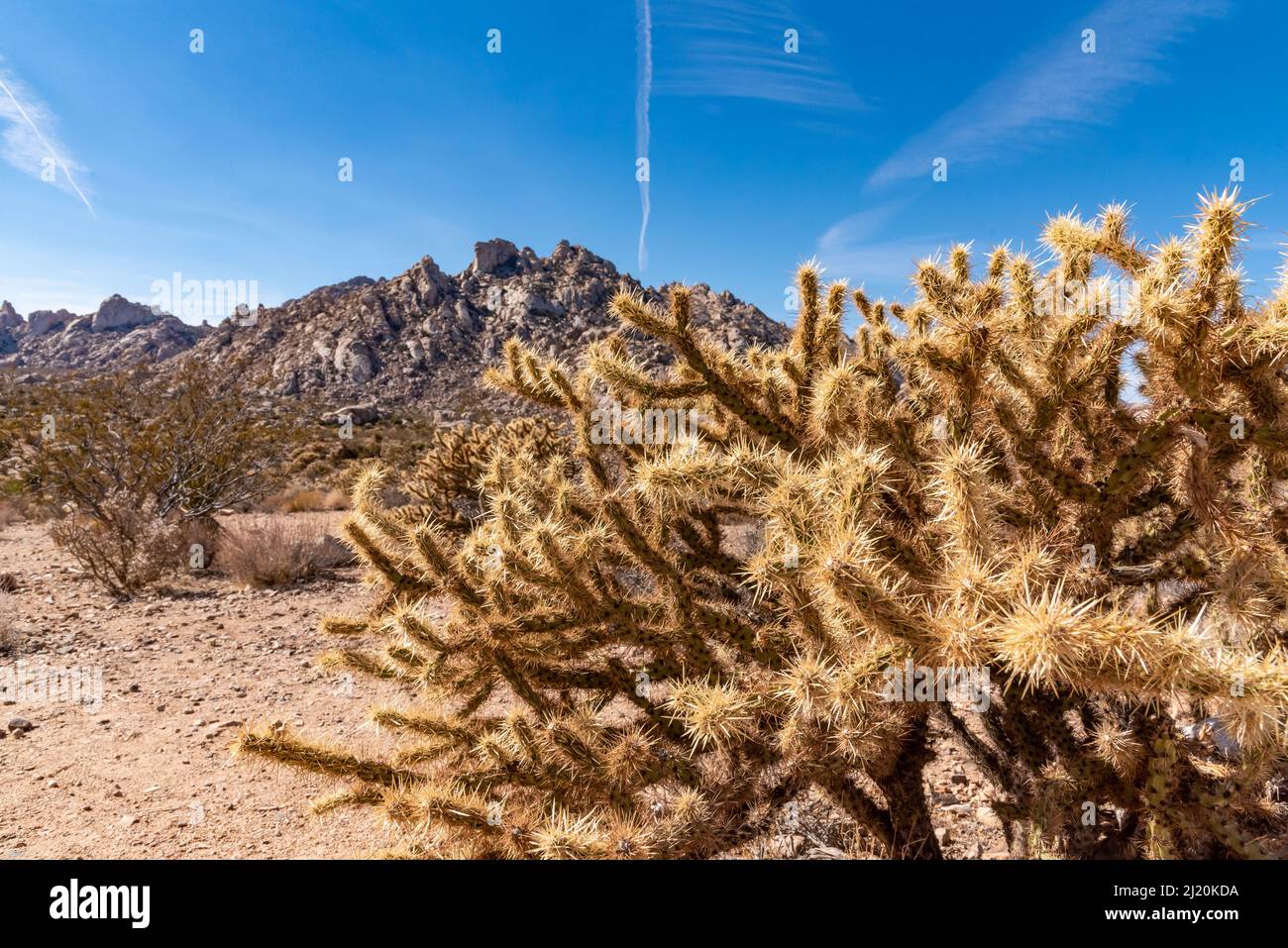 Landschaftlich reizvolle Ausblicke aus der Mojave-Wüste, Kalifornien, an einem wunderschönen Tag mit blauem Himmel und Cholla-Kaktus im Vordergrund. Stockfoto