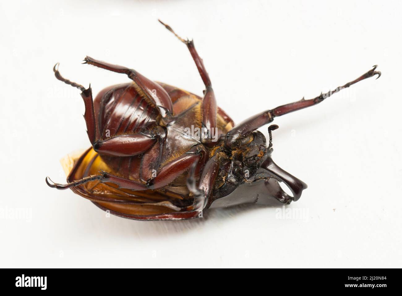 nashornkäfer Xylotrupes australicus isoliert auf weißem Hintergrund Stockfoto