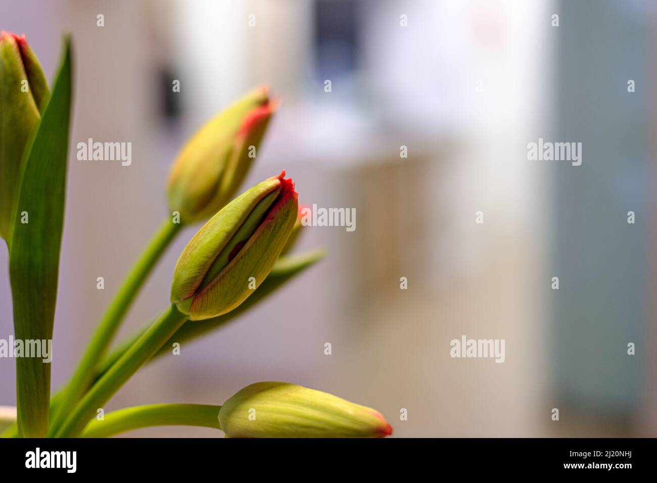 Grüne Tulpenbirnen, die mit roten Blütenblättern blühen, schließen die Szene im Innenbereich aus der Nähe Stockfoto Grüne Tulpenbirnen, die mit roten Blütenblättern blühen, schließen die Szene im Innenbereich aus der Nähe Stockfoto