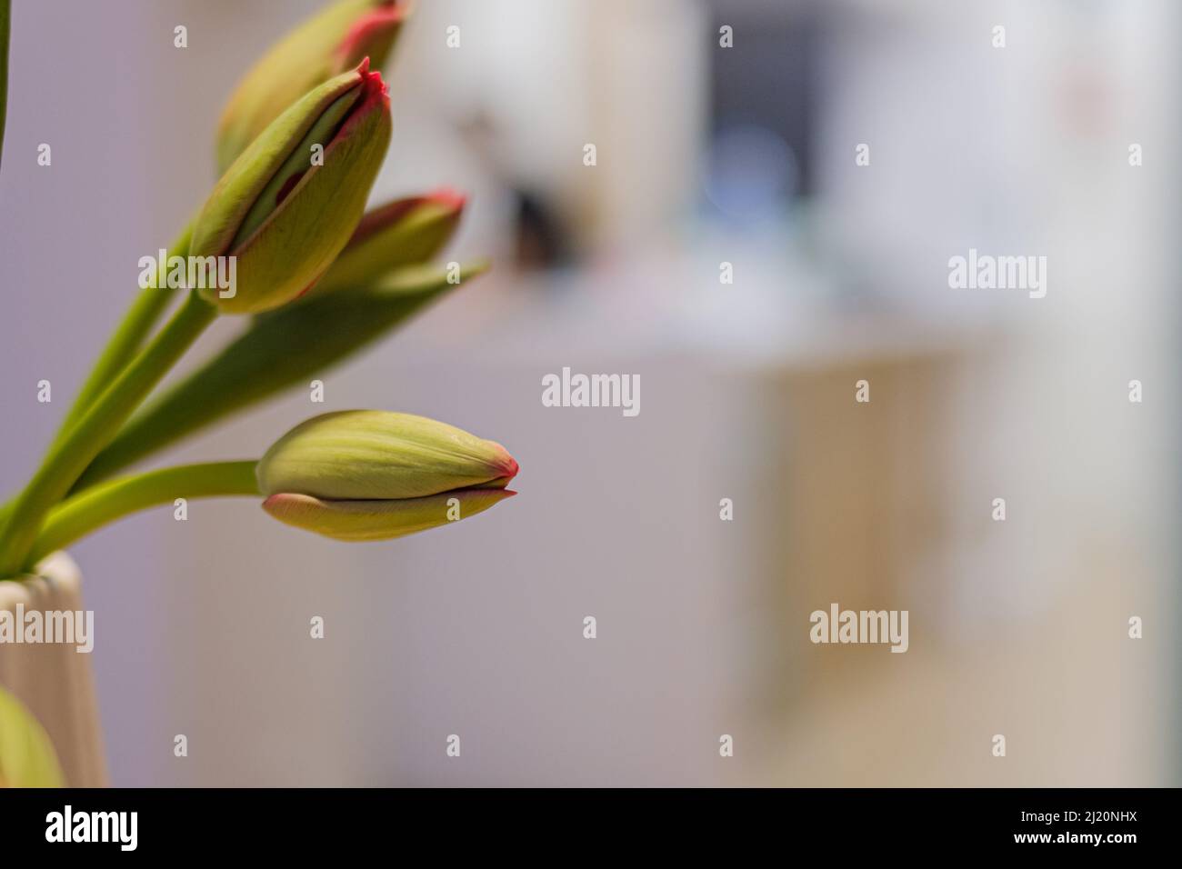 Grüne Tulpenbirnen, die mit roten Blütenblättern blühen, schließen die Szene im Innenbereich aus der Nähe Stockfoto Grüne Tulpenbirnen, die mit roten Blütenblättern blühen, schließen die Szene im Innenbereich aus der Nähe Stockfoto