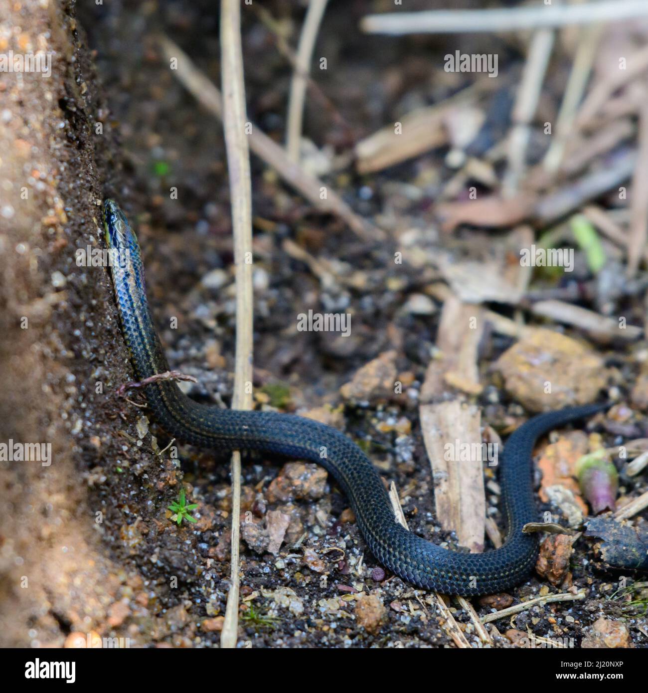 Gewöhnliche raue Schlange, die als Dalawa-Medilla bekannt ist und in Hochlandgebieten lebt. Bedrohte endemische Arten in Sri Lanka. Stockfoto