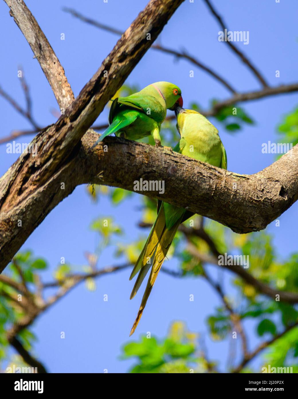 Paar niedliche Rose geflügelten Sittich küssen hoch oben auf einem Baum Zweig. Stockfoto