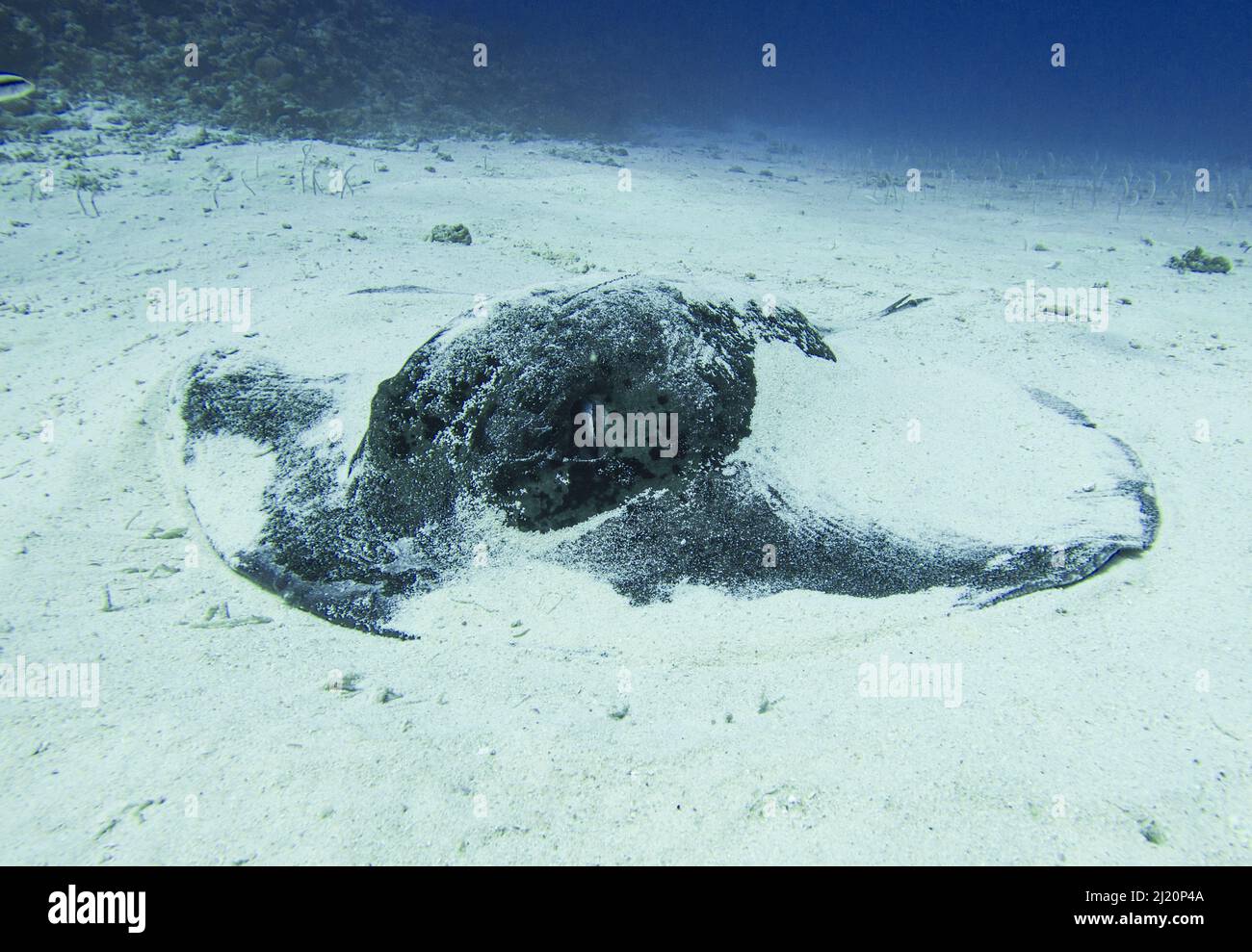 Große schwarz gefleckte Stachelrochen Taeniurops meyeni unter Wasser auf dem sandigen Meeresboden des tropischen Korallenriffs Stockfoto
