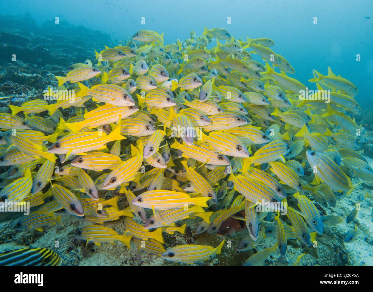 Großer Schwarm von geläufigen blaureifen Schnapperfischen lutjanus kasmira unter Wasser auf tropischem Korallenriff Stockfoto