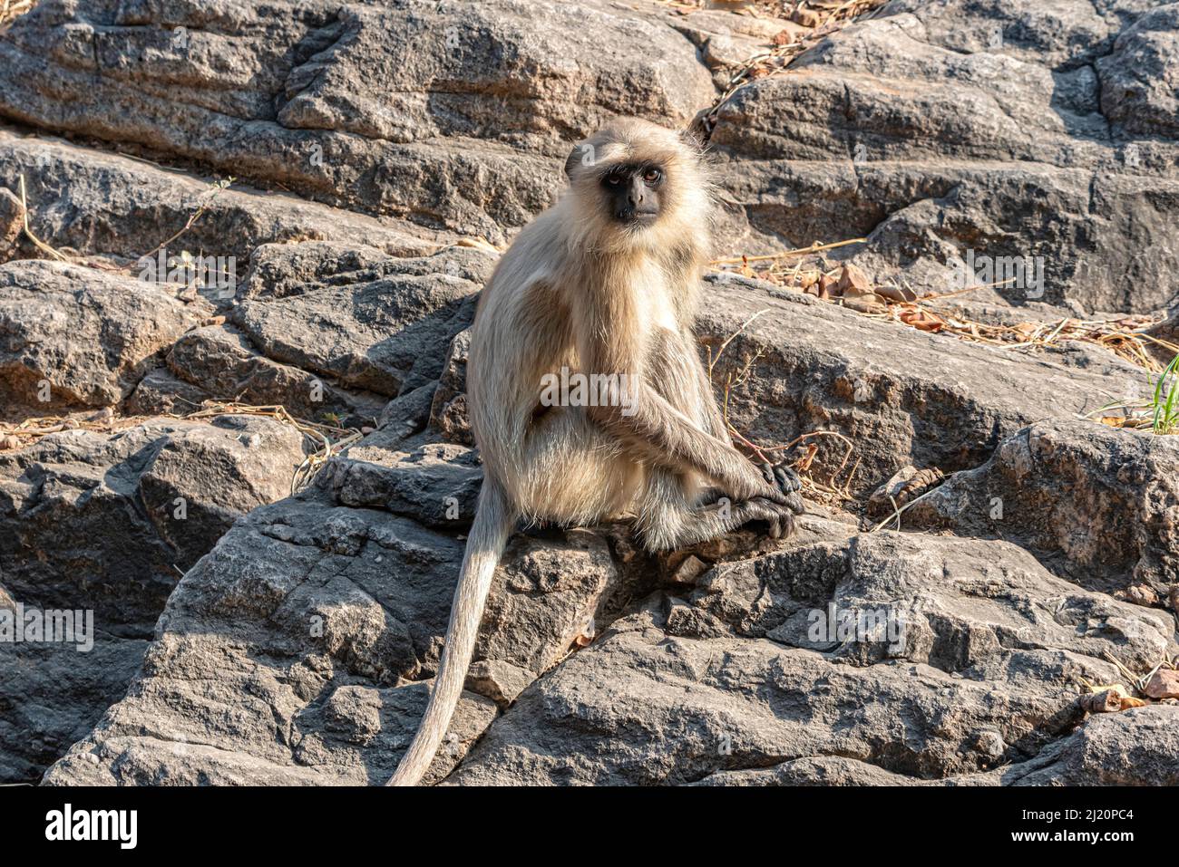 Grauer Langur-Affe, der auf Felsen sitzt. Stockfoto