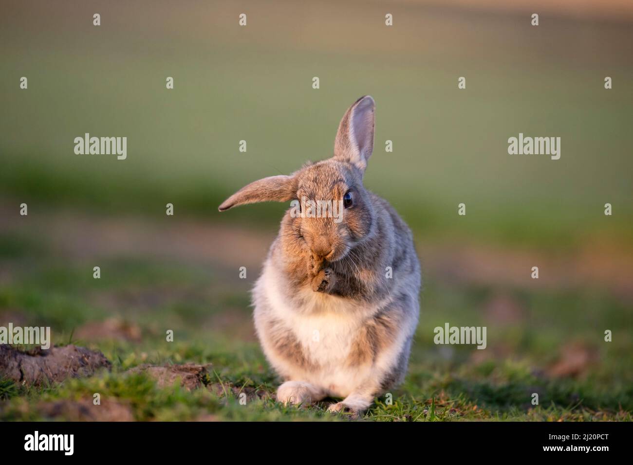 Rabbit (Oryctolagus cunniculus) Juvenile Grooming Ears, Wiltshire, Großbritannien, Mai. Sequenz 3 von 3 Stockfoto