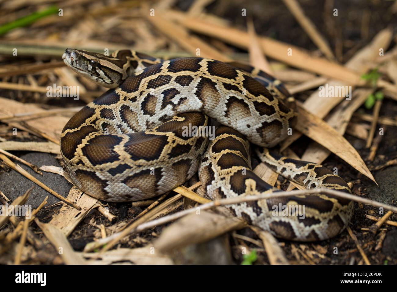 Schlange Burmesischer Python molurus bivittatus Stockfoto