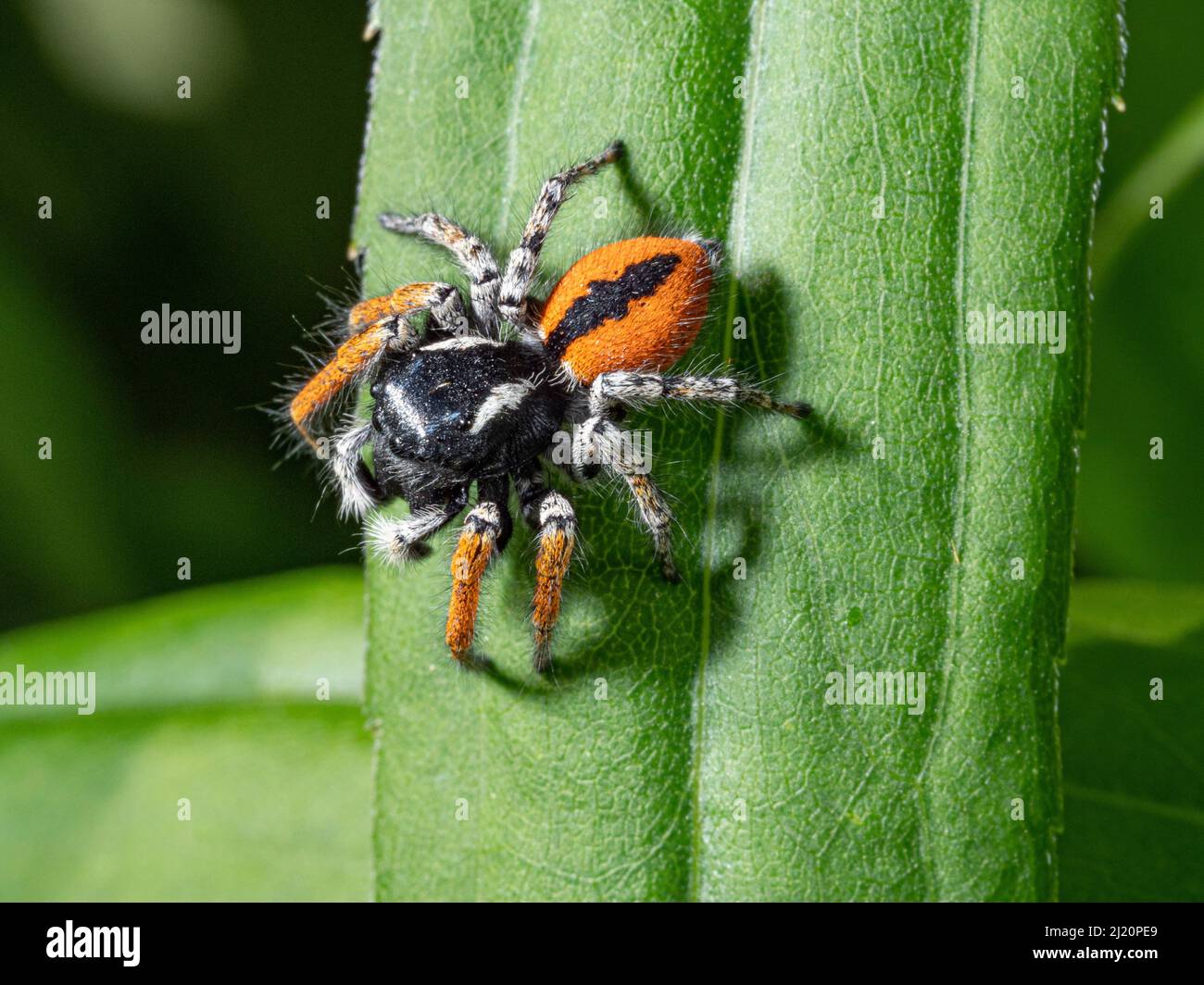 Springende Spinne (Philaeus chrysops) Orvieto, Umrbia, Italien, Mai. Stockfoto