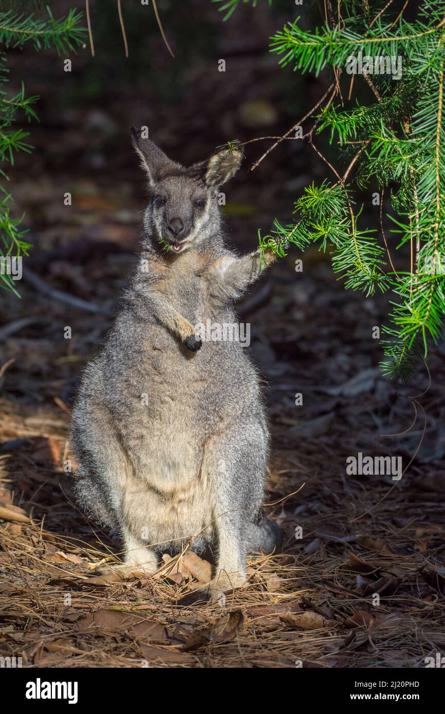 WESTERN Brush Wallaby (Notamacropus irma) Swan Coastal Plain, Western Australia, Mai. Stockfoto