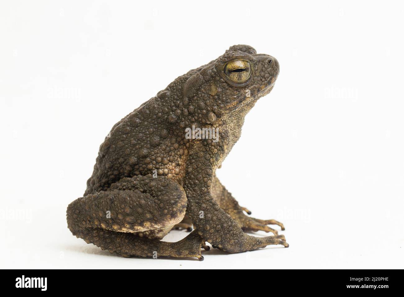 Asiatische Riesenkröte Phrynoidis asper isoliert auf weißem Hintergrund Stockfoto