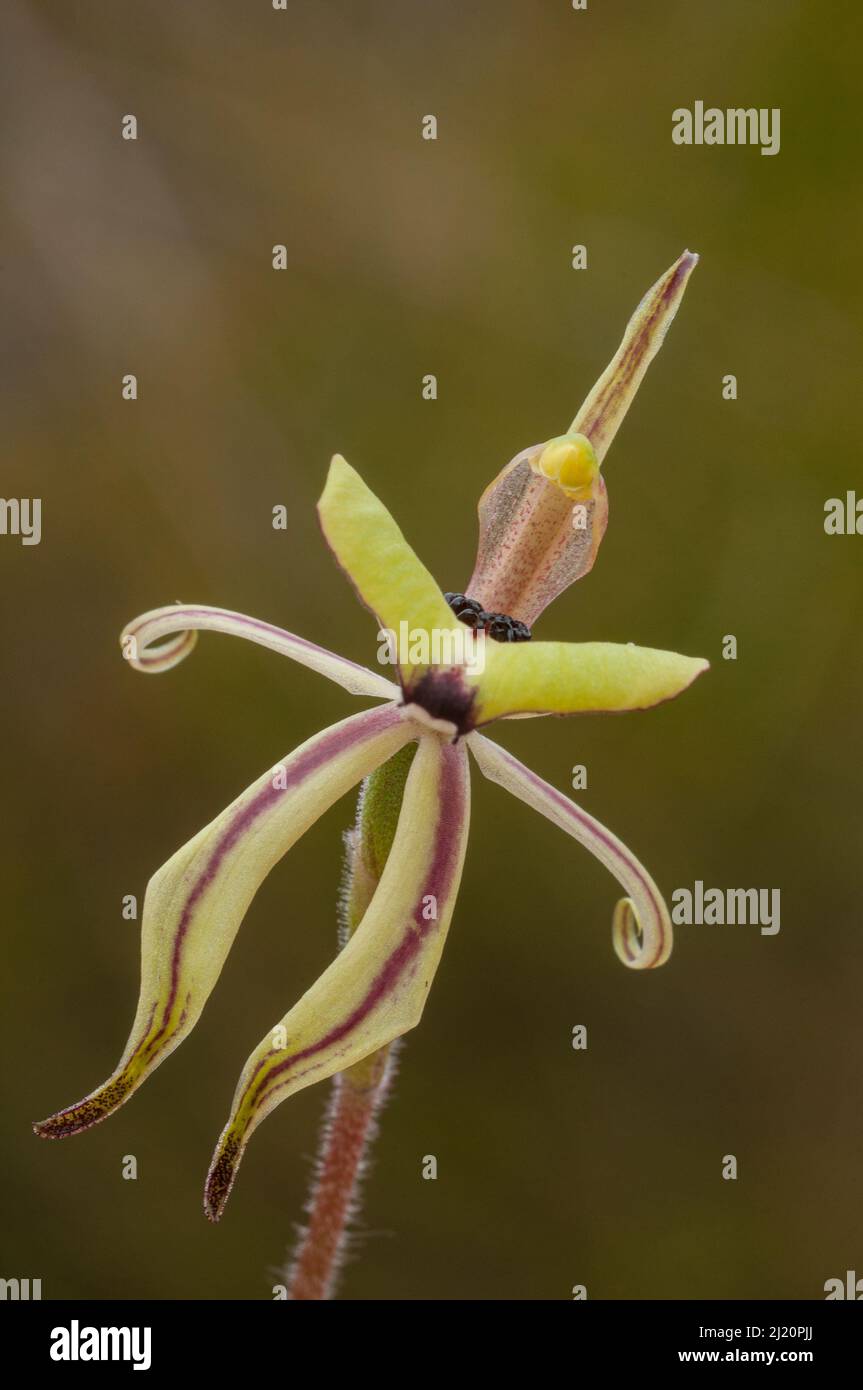 Ameisenorchidee (Caladenia roei) Northern Wheatbelt Region, Western Australia. Westaustralisch endemisch Stockfoto