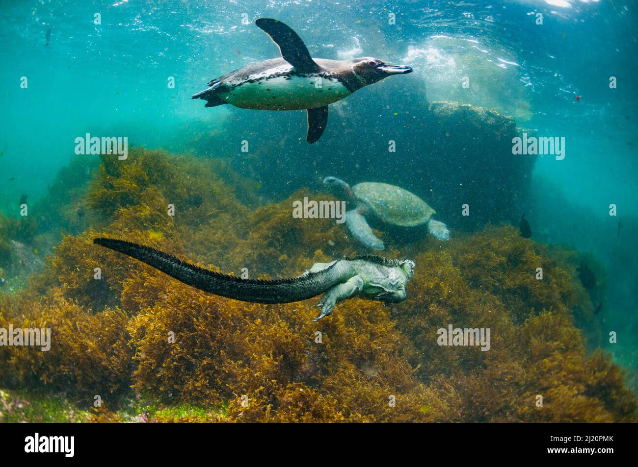Galapagos-Pinguin (Spheniscus mendiculus), mit Marine-Leguan (Amblyrhynchus cristatus) und Grüner Schildkröte (Chelonia mydas) Cape Douglas, Fernandina Isl Stockfoto