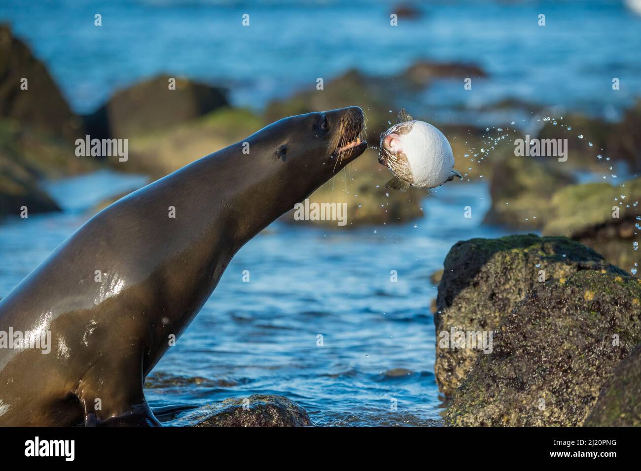 Galapagos Seelöwe (Zalophus wollebaeki) spielt mit Kugelfischen, Mosquera Islet, Galapagos. Stockfoto