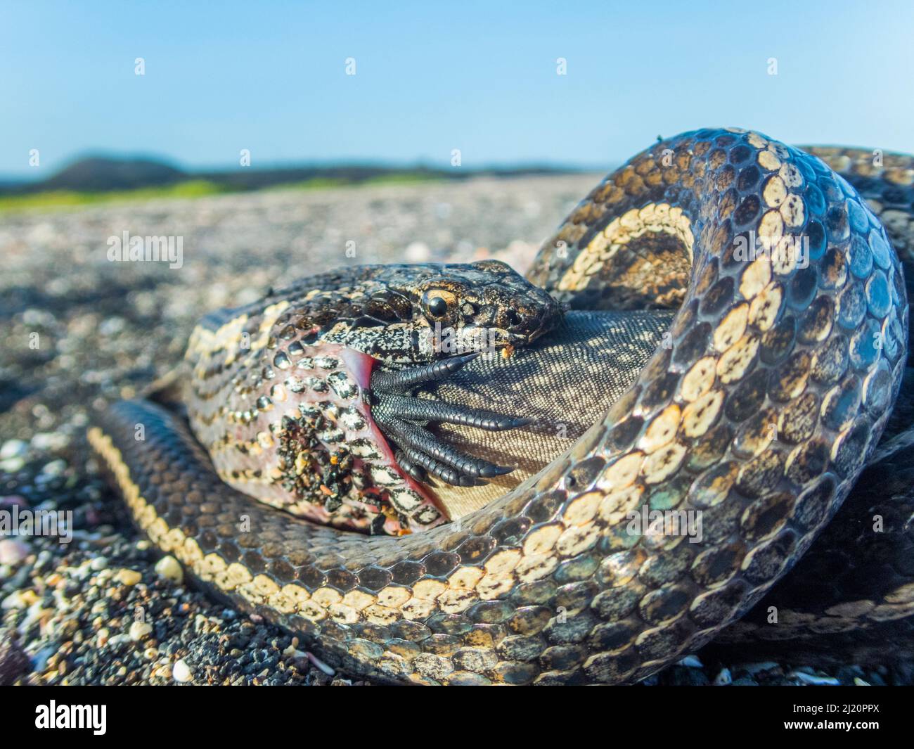 Galapagos-Racernatter (Pseudalsophis biserialis), die sich am Meeresleguanschlüpfen, Cape Douglas, Fernandina Island, Galapagos, ernährt. Stockfoto