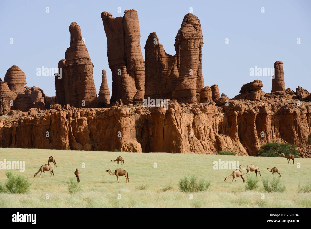 Erodierte Sandsteinfelsen mit Dromedary-Kamelen (Camelus dromedarius), die nach Wüstenregen auf neuem Gras grasen. Ennedi Natürliche Und Kulturelle Rese Stockfoto