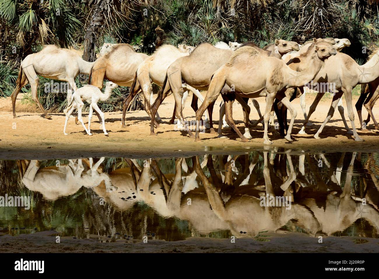 Dromedarkamel (Camelus dromedarius) Herde am Wasser in einer Schlucht auf dem Ennedi-Hochplateau. Natur- und Kulturreservat Ennedi, UNESCO-Welterbe Stockfoto