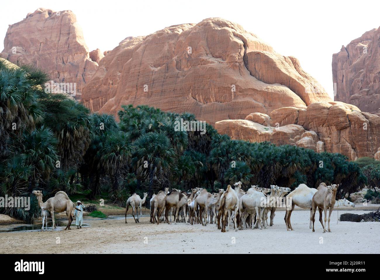 Dromedarkamele (Camelus dromedarius) in einer Schlucht mit Wasser und Bäumen auf der Ennedi-Hochebene. Natur- und Kulturreservat Ennedi, UNESCO World Herita Stockfoto