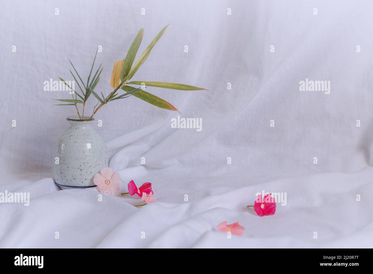 Komposition aus zierlichen Periwinkle-Blüten auf einem hellen weißen Hintergrund, die eine frische und ruhige Frühlingsthetik zeigen Stockfoto