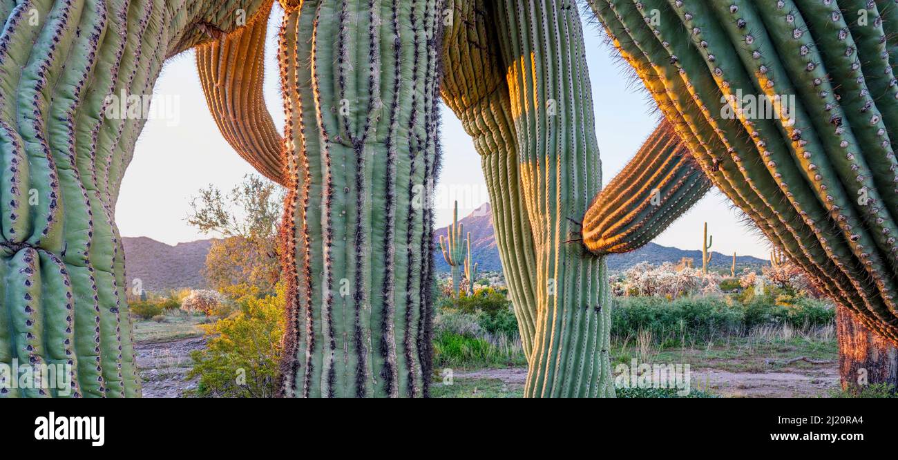 Saguaro (Carnegiea gigantea), alter Kaktus mit verdrehten absteigenden Armen, im Morgenlicht. Cabeza Prieta National Wildlife Refuge, Arizona, USA. Februar Stockfoto