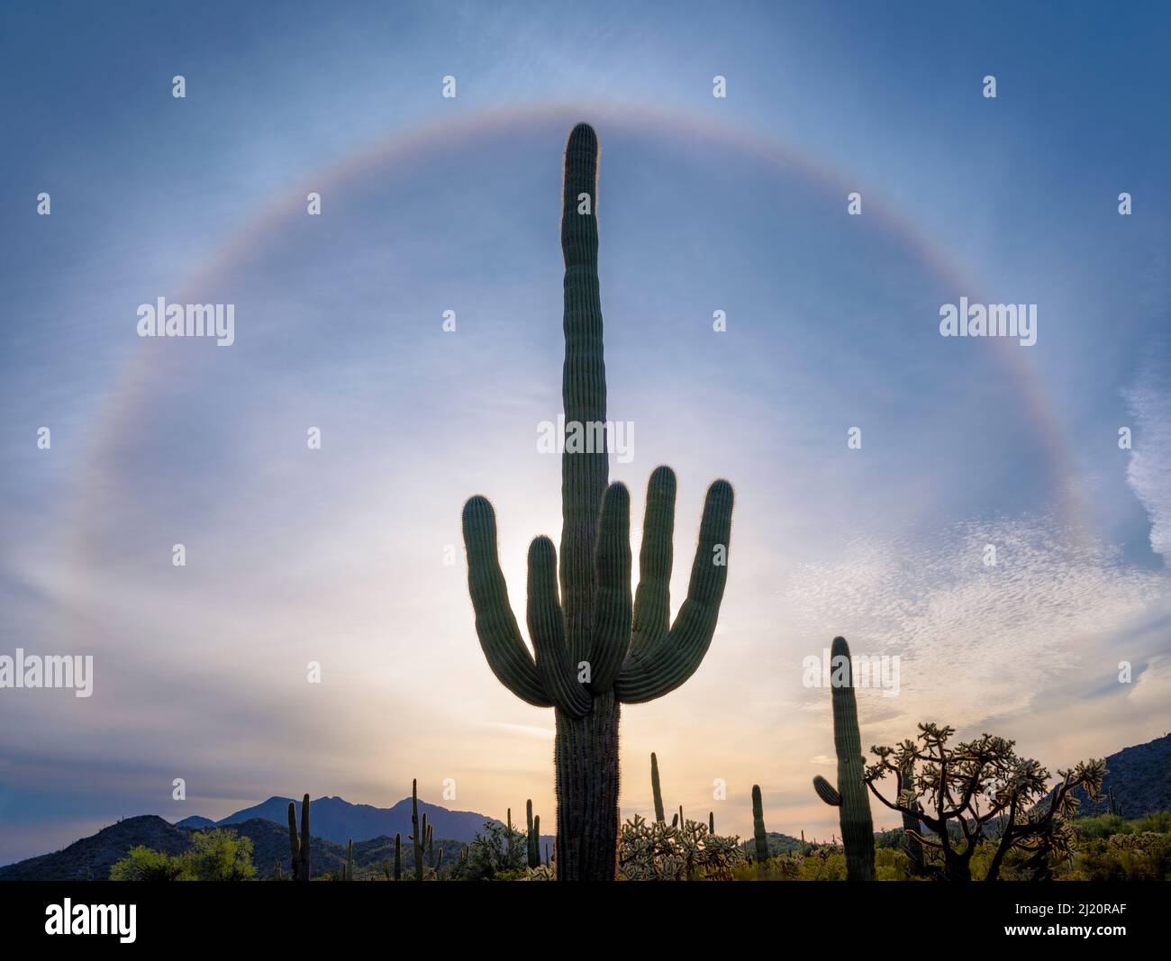 Saguaro (Carnegiea gigantea) Kakteen, die gegen die Morgensonne silhouettiert wurden. Optisches Phänomen, bekannt als Glory in Sky, das durch das Abbrennen von Bodennebel durch die Sonne verursacht wird. Kabine Stockfoto