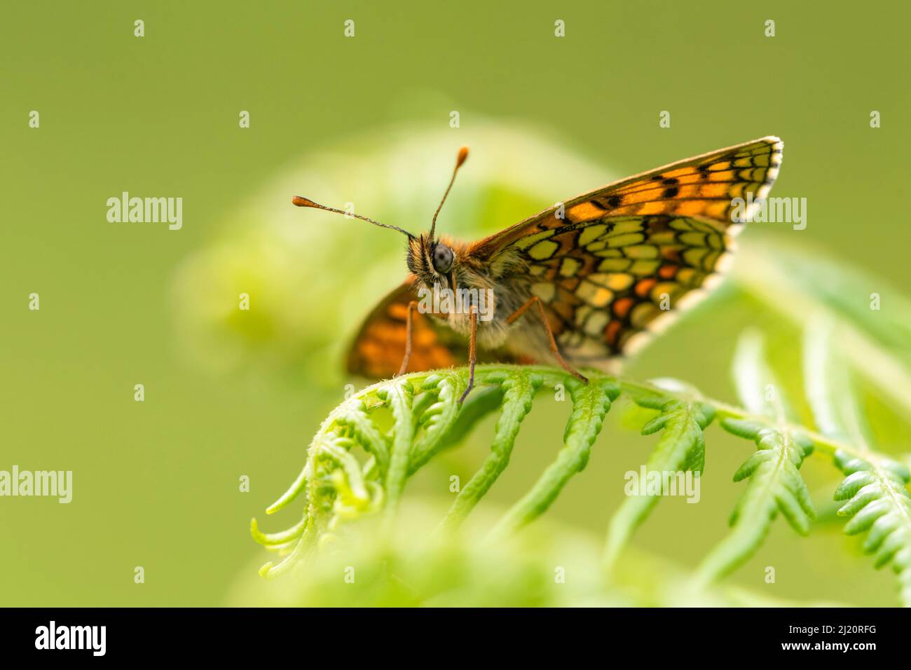 Heath Fritillary (Mellicta athalia) Schmetterling, der sich auf Bracken (Pteridium aquilinum), Exmoor National Park, Devon, Großbritannien, sonnt. Juni. Stockfoto