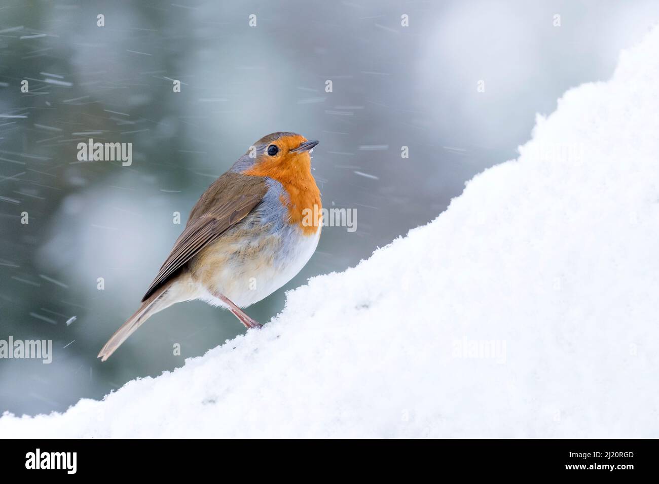 Robin (Erithacus rubecula) im Schnee, Broxwater, Cornwall, Großbritannien. März. Stockfoto