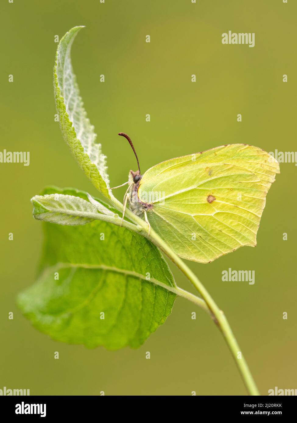 Schwefel-Schmetterling (Gonepteryx rhamni), der zwischen Laub ruht, Meeth Quarry, Devon, Großbritannien. Juni. Stockfoto