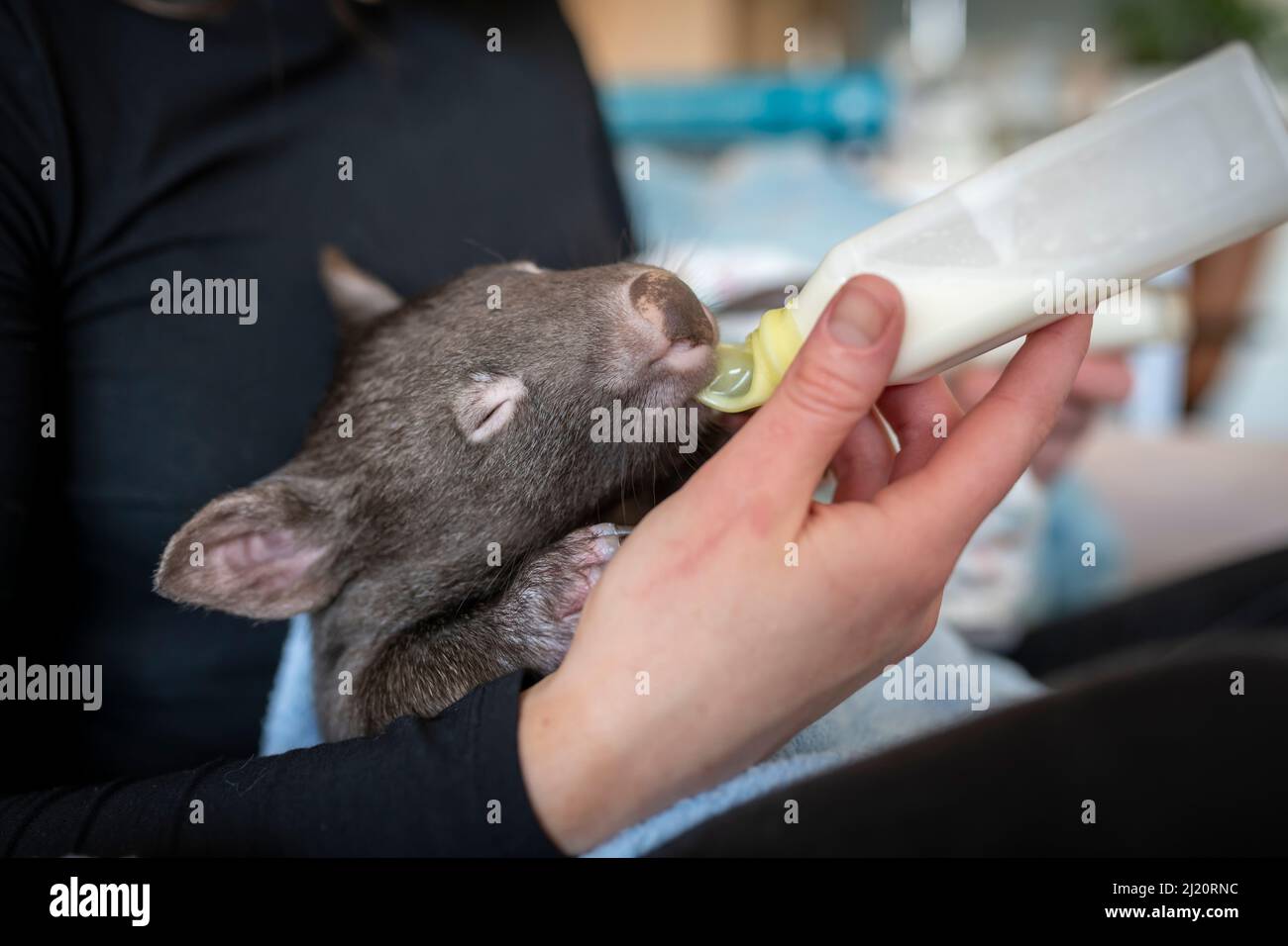Bare-nosed Wombat (Vombatus ursinus) männliches Baby im Alter von 8 Monaten, verwaist und gerettet Baby, "Landon", Flasche gefüttert ein Nahrungsergänzungsmittel von Emily Small, Founde Stockfoto
