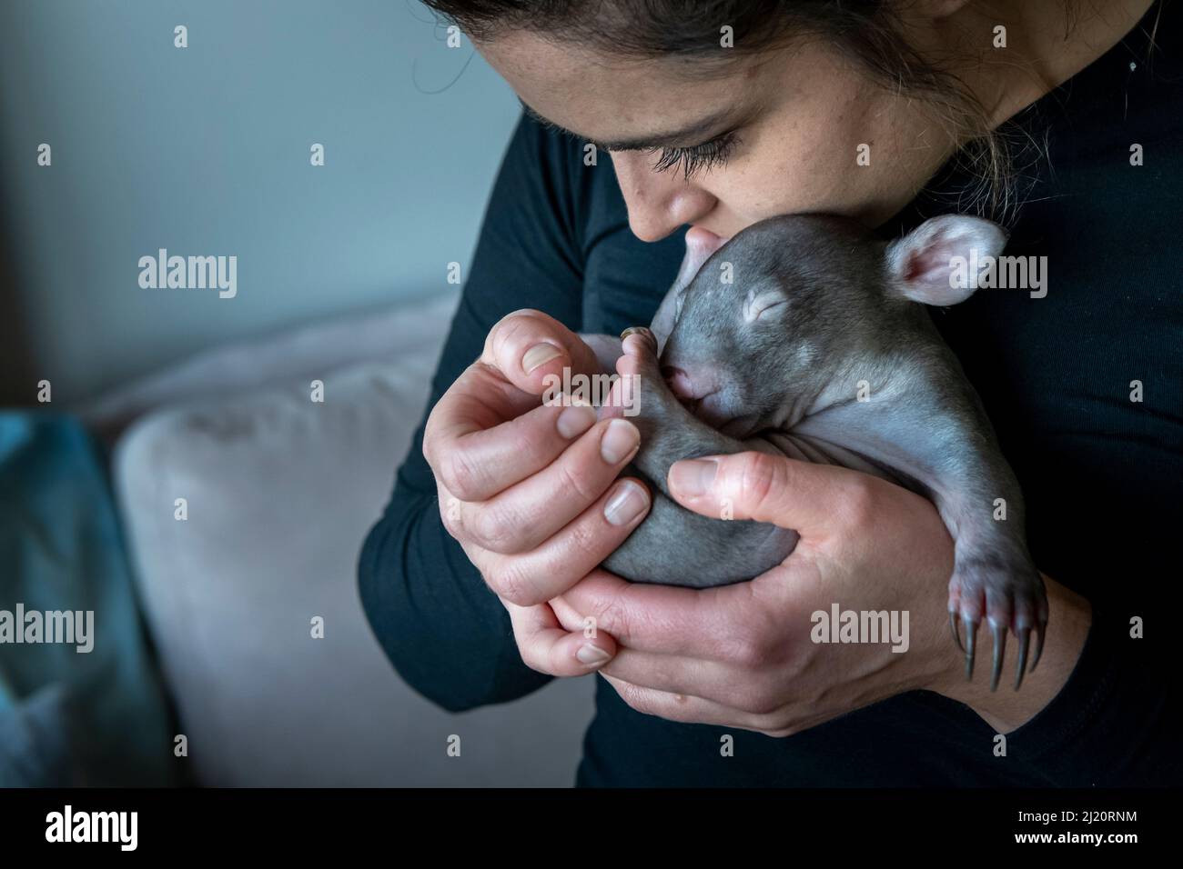 Emily Small, Gründerin des Goongerah Wombat Washanage, die einen barnasigen Wombat (Vombatus ursinus) hielt, rettete ein männliches Baby im Alter von 6 Monaten namens „Landon“. Fällig Stockfoto