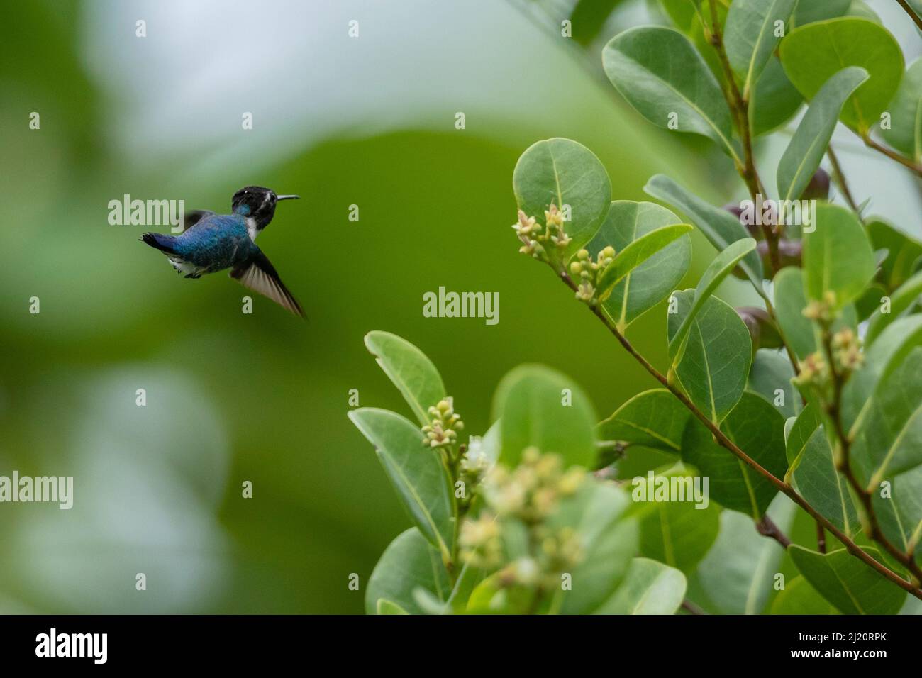 Bienenkolibri (Mellisuga helenae) Männchen im Flug, der kleinste Vogel der Welt, endemisch in Kuba. Humboldt-Nationalpark, Kuba.. Stockfoto
