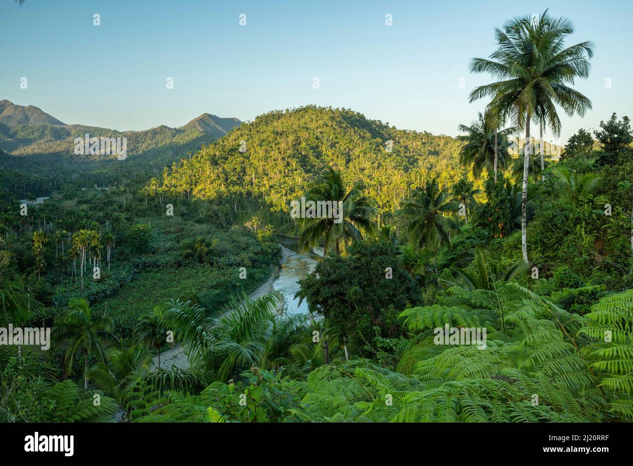 Regenwaldvegetation im Biosphärenreservat Chuchillas del Toa in der Nähe von Quibijan, Kuba März 2019. Stockfoto