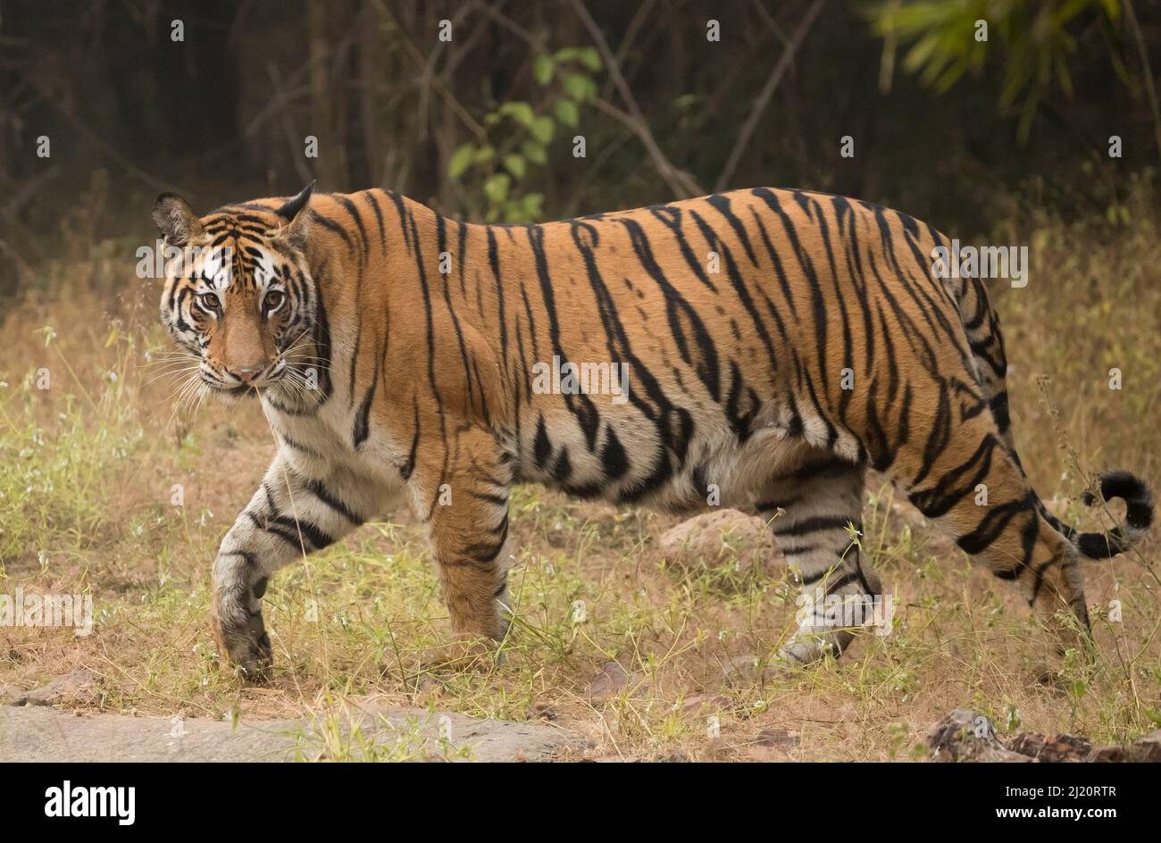 Bengalischer Tiger (Panthera tigris tigris) Profil beim Gehen, auf der Suche nach Beute. Bandhavgarh-Nationalpark, Indien, Dezember. Stockfoto