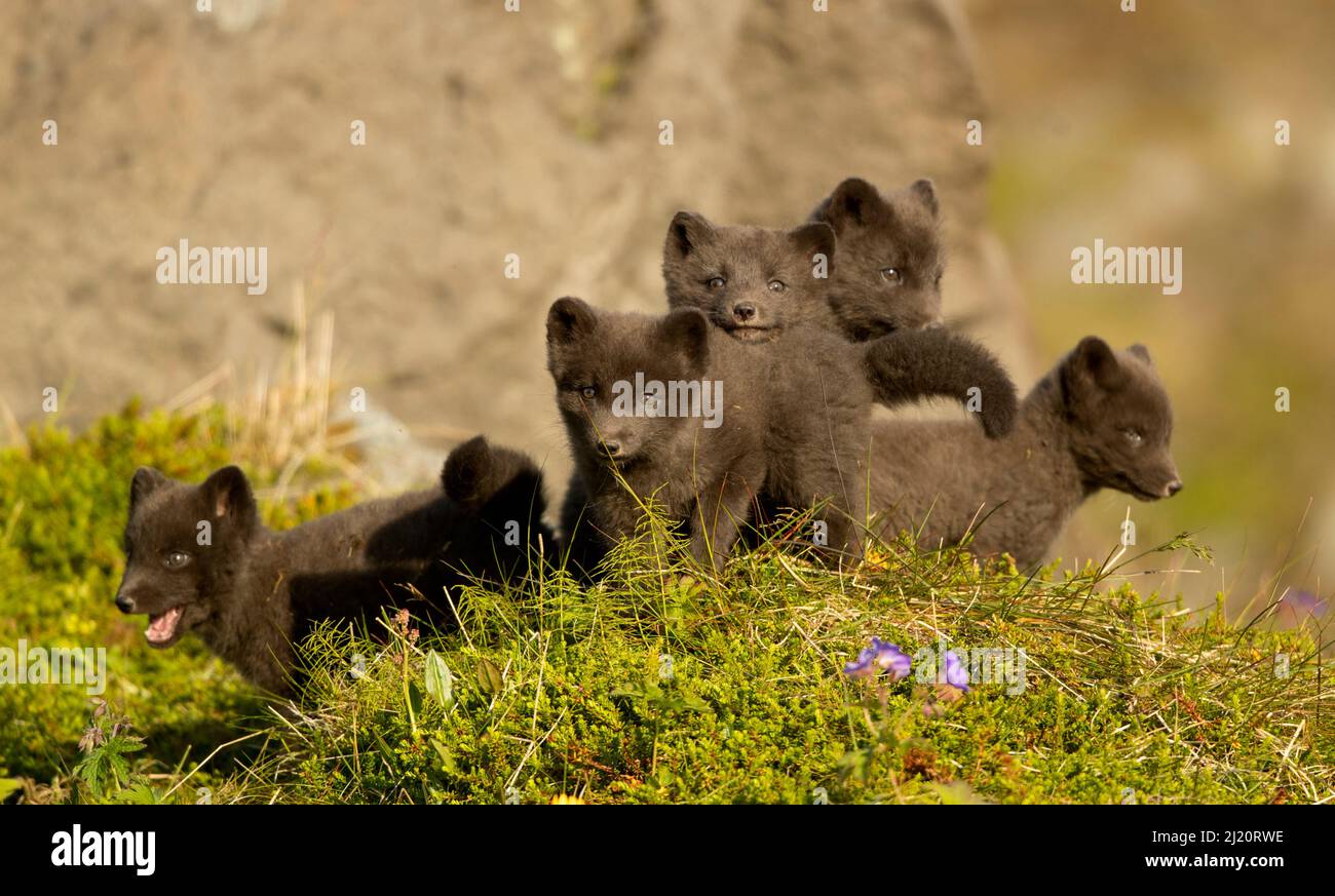 Arctic Fox (Vulpes lagopus) Jungen spielen. Hornstrandir Nature Reserve, Island, Juli. Stockfoto