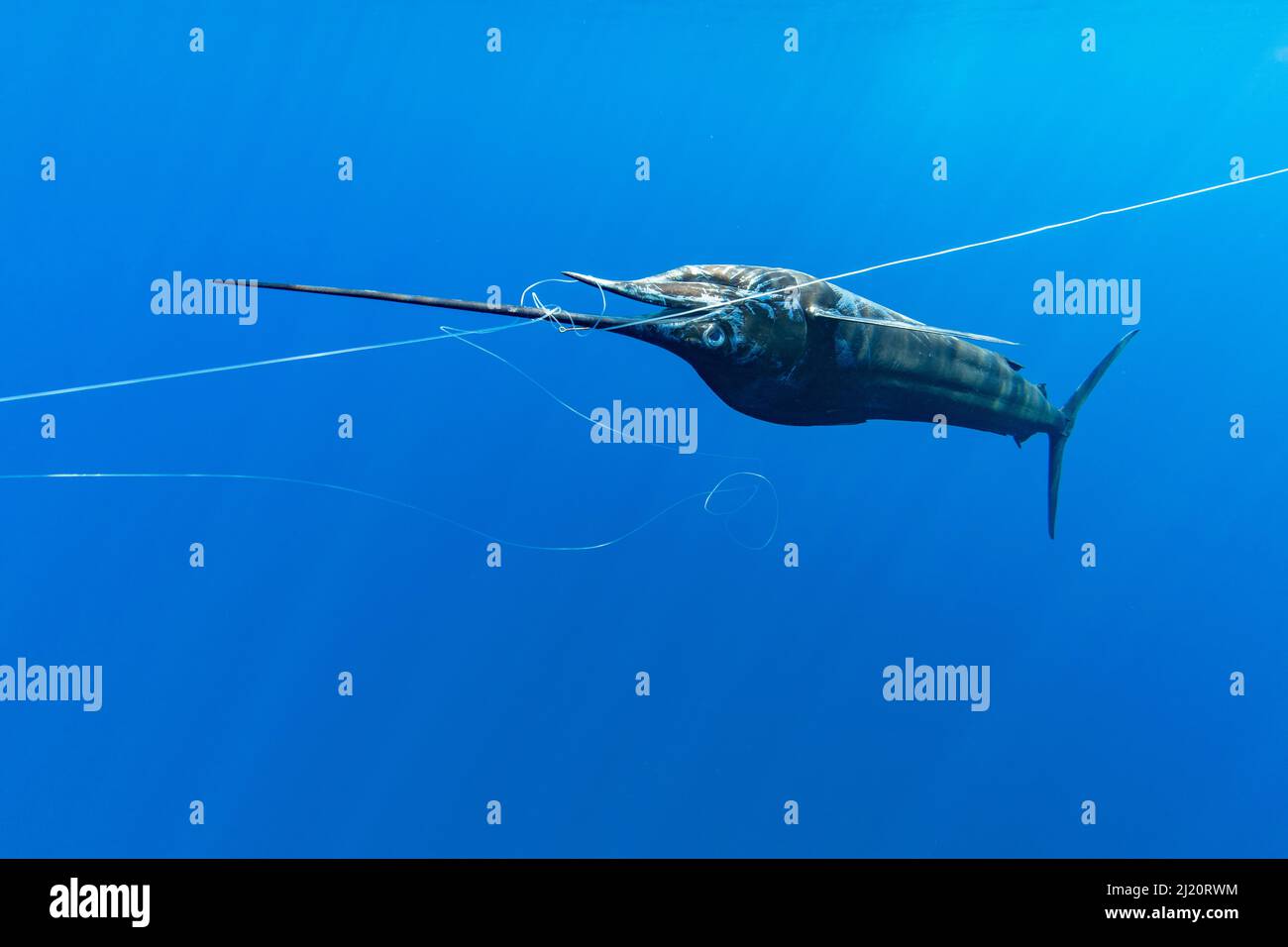 Pazifischer Segelfisch (Istiophorus platypterus), tot mit Schnabel, der auf einer langen Linie im offenen Ozean eingewickelt ist. Pazifik, Süd-Costa Rica. 2019. Stockfoto