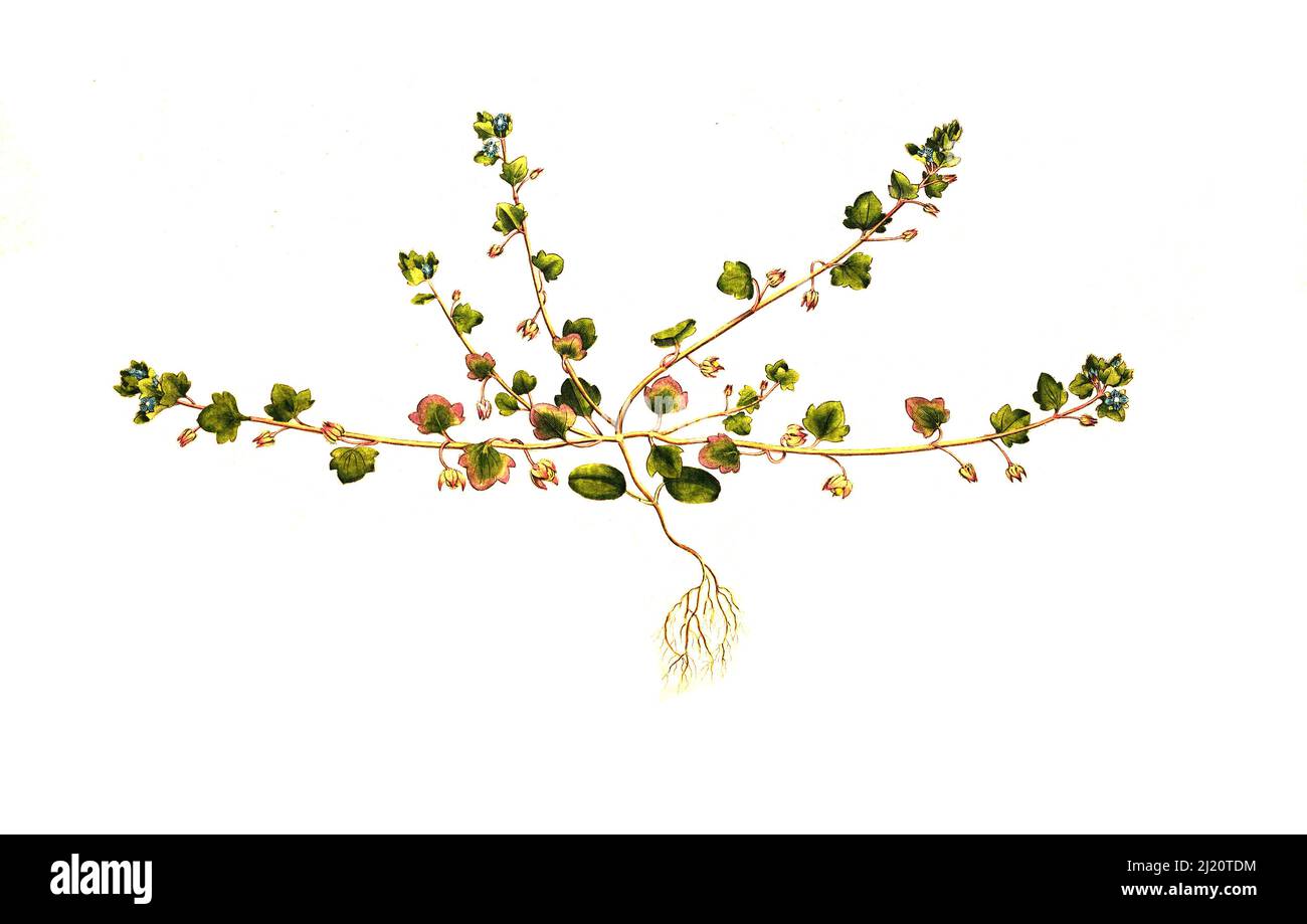 EFEU-Ehrenpreis, Veronica hederifolia, auch Efeu-blättriger Ehrenpreis / Veronica hederifolia, the Efeu-leaved speedwell, historical, digital improved Reproduktion of an original from the 19. century / digital restaurierte Reproduktion einer Originalvorlage aus dem 19. Jahrhundert, das Originaldatum ist nicht bekannt Stockfoto