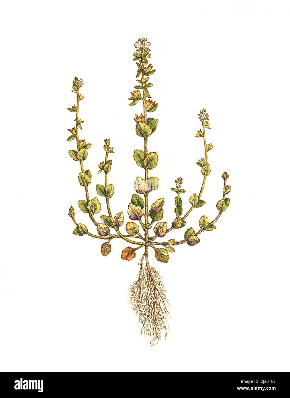 Feld-Ehrenpreis, Veronica arvensis / Veronica arvensis , gebräuchliche Namen, Wall speedwell, Corn speedwell, common speedwell, Rock speedwell, Field speedwell, historisch, digital verbesserte Reproduktion eines Originals aus dem 19.. Jahrhundert / digital restaurierte Reproduktion einer Originalvorlage aus dem 19. Jahrhundert, das Originaldatum ist nicht bekannt Stockfoto