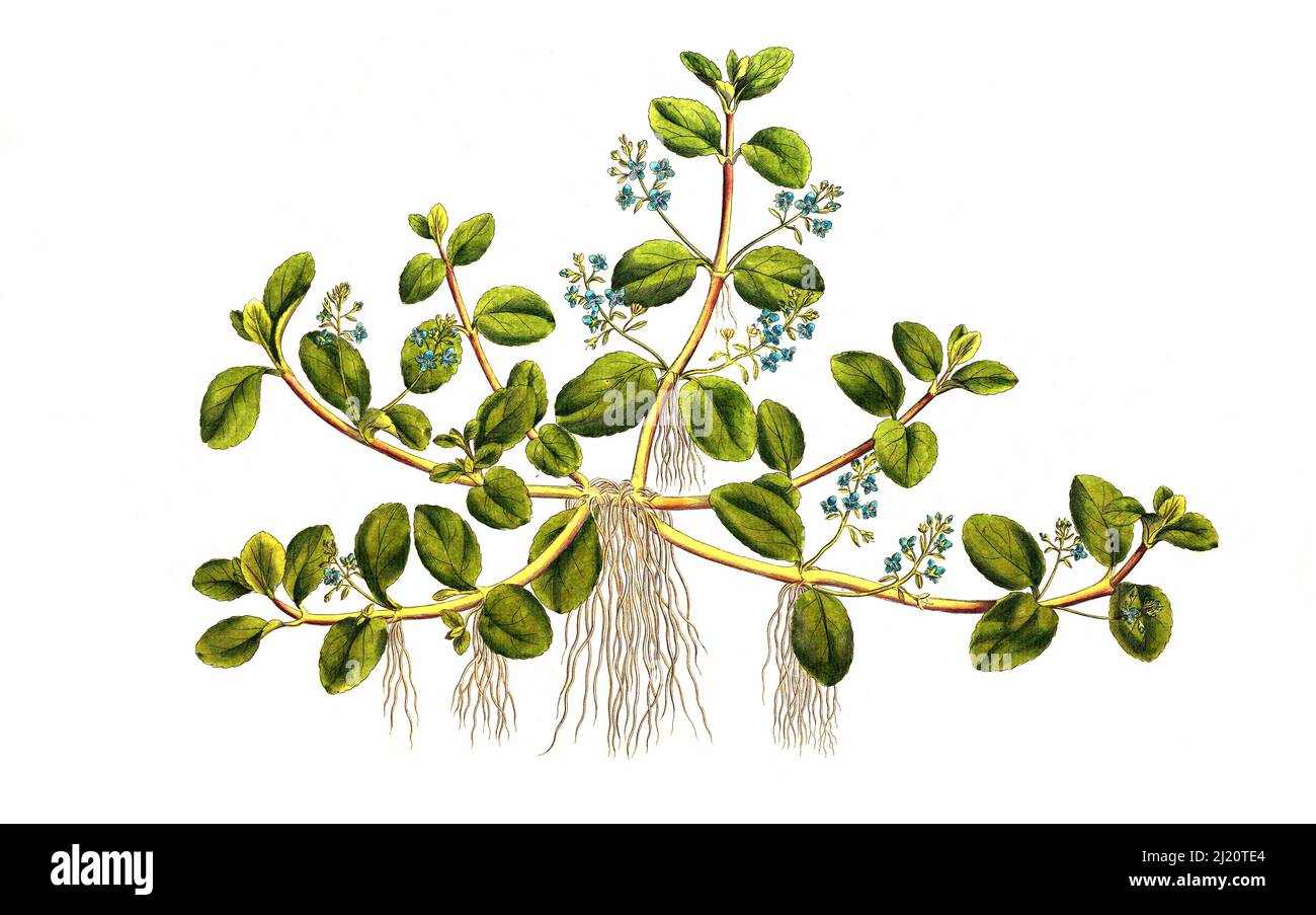 Bachbunge, Veronica beccabunga, auch Bach-Ehrenpreis / Veronica beccabunga, der europäische Speedwell oder Brooklime, historische, digital verbesserte Reproduktion eines Originals aus dem 19.. Jahrhundert / digital restaurierte Reproduktion einer Originalvorlage aus dem 19. Jahrhundert, das Originaldatum ist nicht bekannt Stockfoto