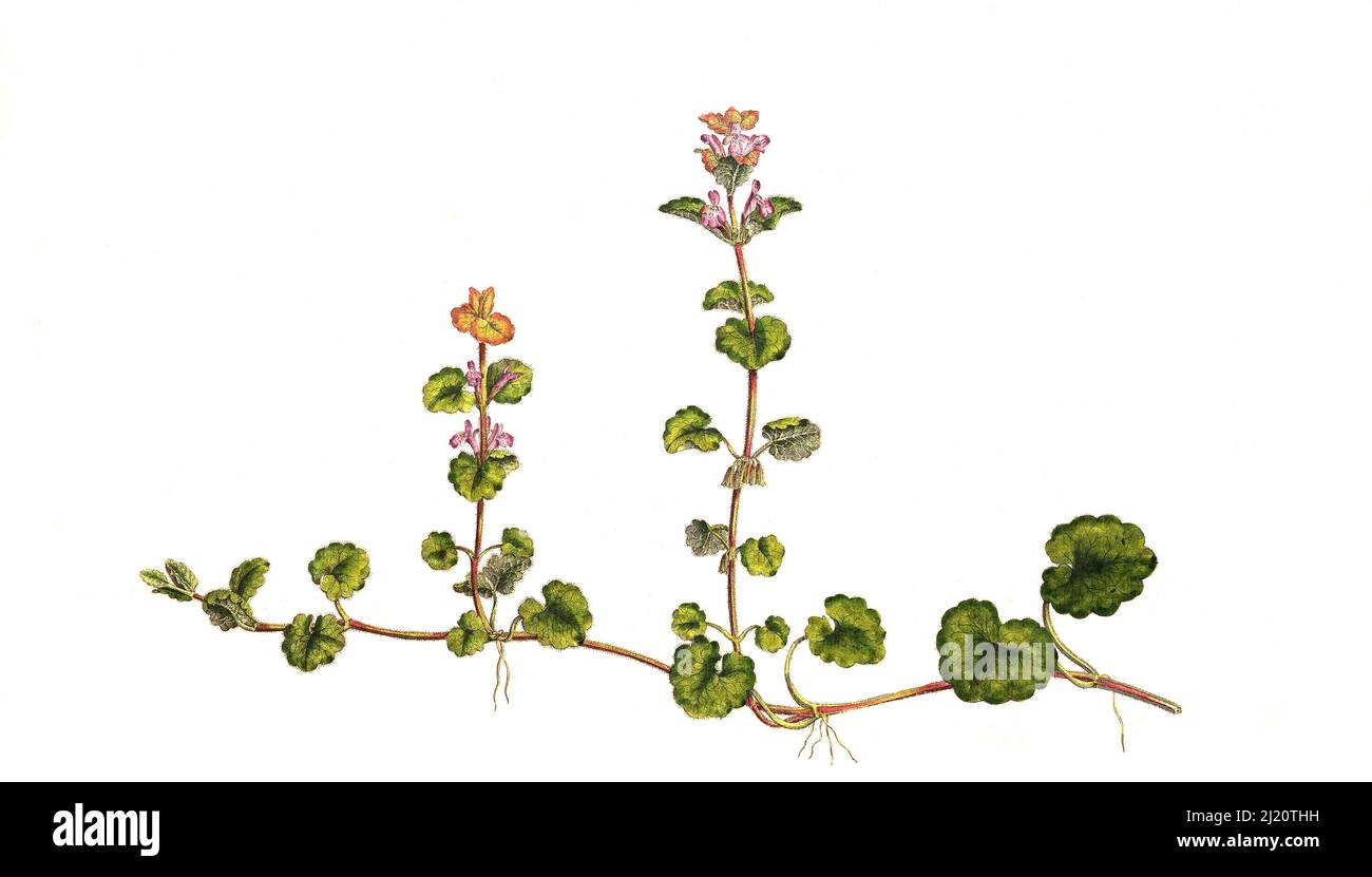 Gundermann, Gleckoma hederacea, auch echt-Gundelrebe, Gundelrebe oder Erdedeu / Gleckoma hederacea, syn. Nepeta gleckoma Benth., Nepeta hederacea, L. Trevir. Ist ein aromatischer, mehrjähriger, immergrüner Kriechgang aus der Familie der Lamiaceae. Es ist allgemein bekannt als Boden-Efeu, Kiemen-über-den-Boden, schleichende charlie, alehof, Tunhoof, Catsfoot, Feldbalsam und Run-Away-Robin, historische, digital verbesserte Reproduktion eines Originals aus dem 19.. Jahrhundert / digital restaurierte Reproduktion einer Originalvorlage aus dem 19. Jahrhundert, das Originaldatum ist nicht bekannt Stockfoto