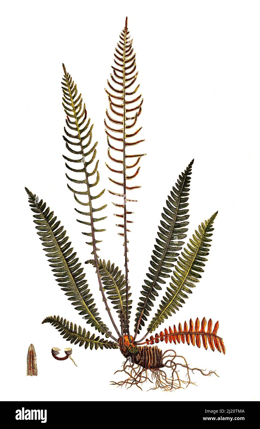 Rippenfarn, struthiopteris spicant, SYN: Blechnum spicant, auch gewöhnlicher Rippenfarn oder Europa-Rippenfarn / struthiopteris spicant, syn. Blechnum spicant, ist eine Farnart in der Familie Blechnaceae, bekannt unter den gebräuchlichen Namen Hardfarn oder Hirschfarn, historische, digital verbesserte Reproduktion eines Originals aus dem 19.. Jahrhundert / digital restaurierte Reproduktion einer Originalvorlage aus dem 19. Jahrhundert, das Originaldatum ist nicht bekannt Stockfoto