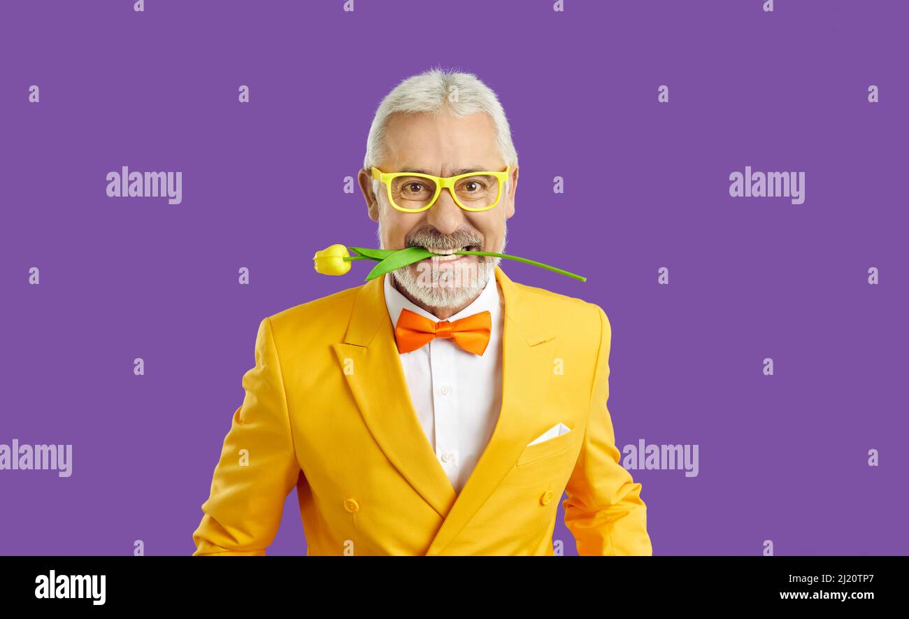 Fröhlicher, lustiger und exzentrischer älterer Mann mit frischer Tulpe in den Zähnen auf purpurem Hintergrund. Stockfoto