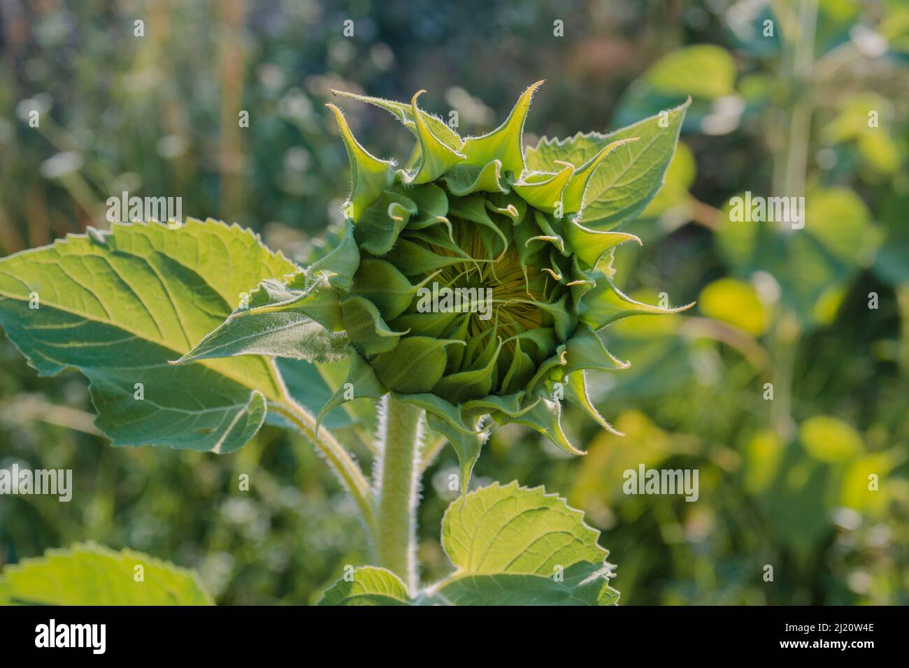 Unreife Sonnenblume. Selektiver Fokus. Stockfoto